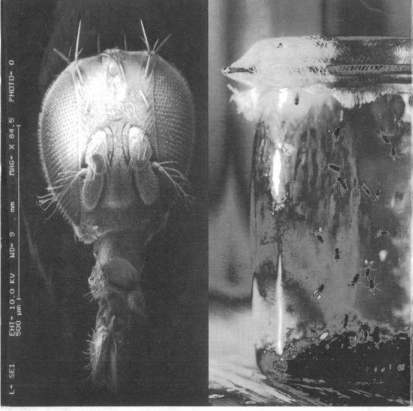 Alice In Chains - Jar Of Flies (CD, EP, No ) (Very Good (VG)) - Image 4