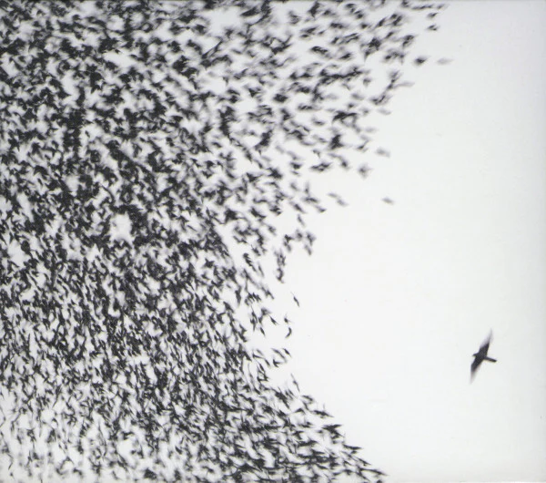 Wilco - Sky Blue Sky (Album, Dlx + CD, Enh + DVD) (Very Good Plus (VG+))